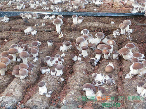 香菇覆土地栽 香菇覆土地栽